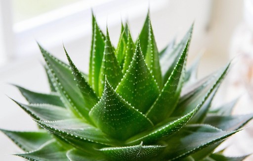 Aloe Vera, 4 modi per definire e contrastare l’effetto crespo