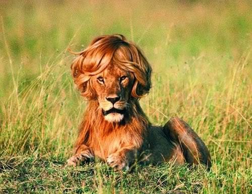 fonte: vi.sualize.us/bad_hair_day_cats_lol_funny_wildlife_picture_s2ac.html